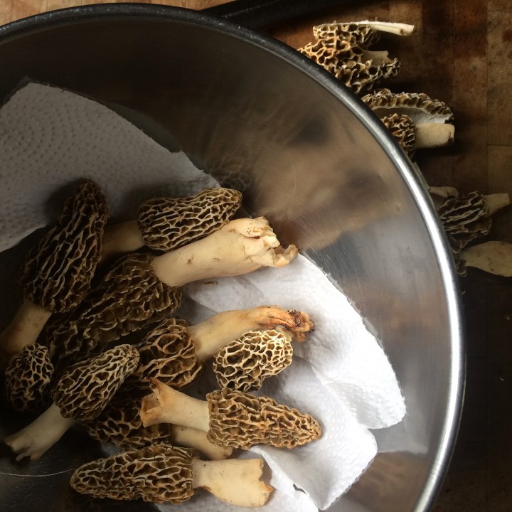 Fruit Blossoms and Morels