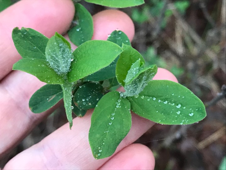 Looking Closely Again