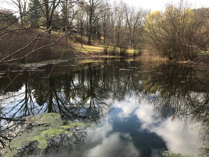 A Walk by the Pond