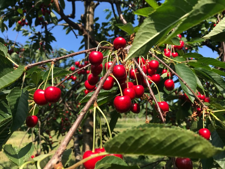 Cherries and Apricots