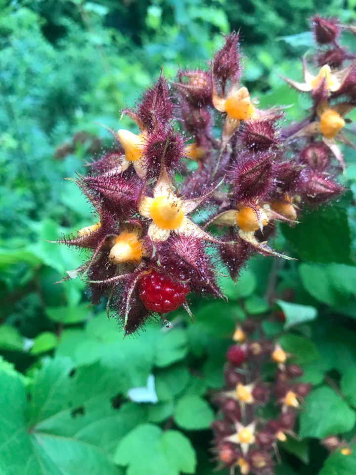 Wineberries