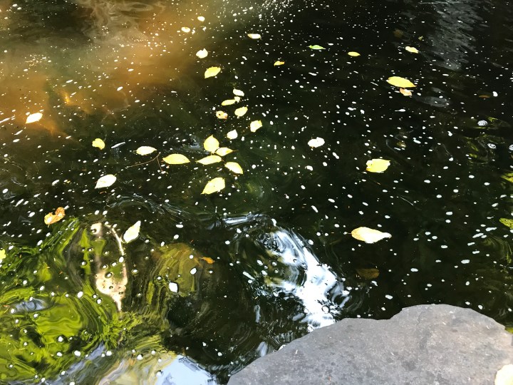 Autumnal Observations