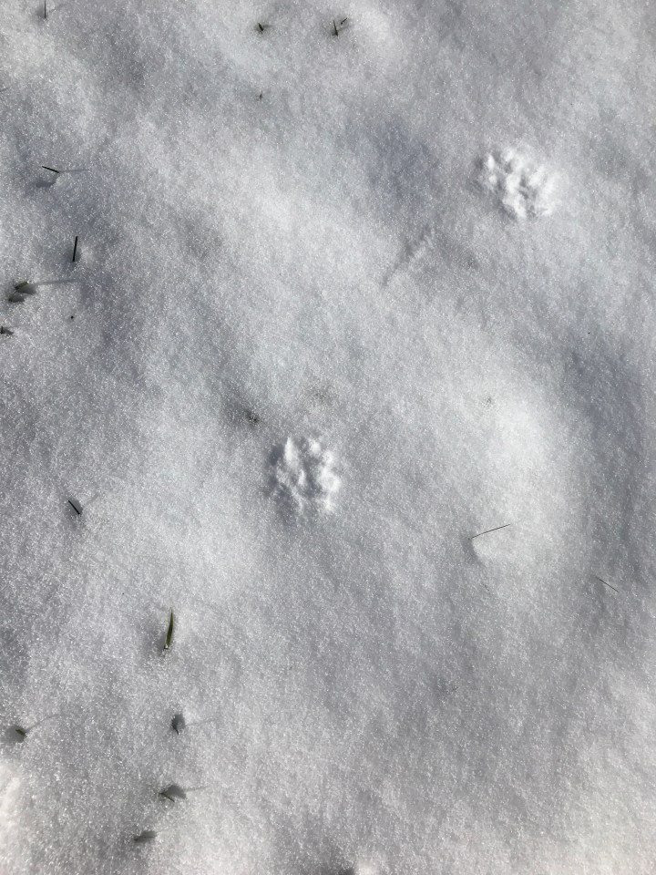 Snow Prints