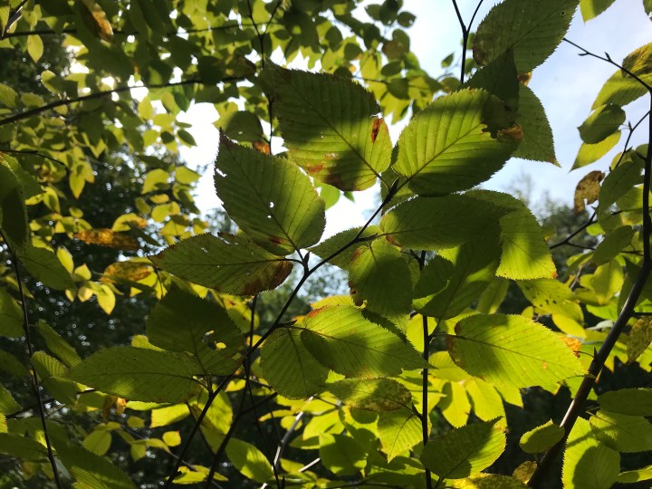 Green Fades, Edges Yellow