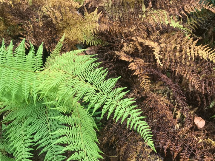 Ferns Fade